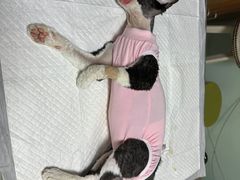 -纳吉亚猫专科动物医院博雅分院