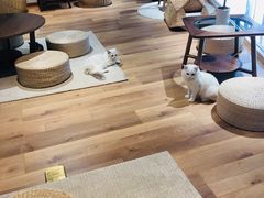 -瞄一喵猫咖(格力海岸店)