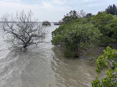 -宝安西湾红树林湿地公园