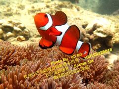 -东姑阿都拉曼海洋公园