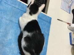 -芭比堂动物医院·犬猫全科·异宠专科(雁塔分院)