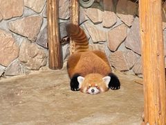 -绿色星球动物主题公园