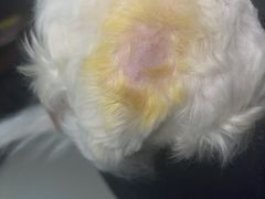 -瑞派动物医院·猫专科·至诚(江南中分院)