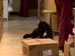 -美联众合动物医院·24h转诊中心