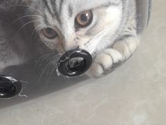 -瑞派福兴宠物医院犬猫全科·骨科·中西医结合(河东店)