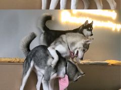 -Husky Go! 哈士奇体验馆·宠物咖啡厅狗咖