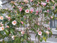 -上海市控江中学