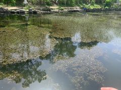 -高尔山公园
