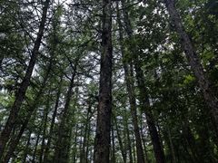 -鲁山国家森林公园