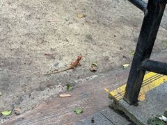 -海南槟榔谷黎苗文化旅游区