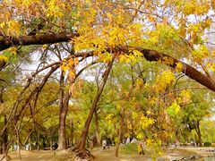 -圆明园遗址公园-藻园门售票处