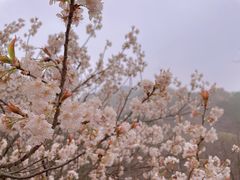 -崂山九水游览区