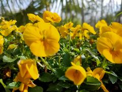 -合肥滨湖国家森林公园