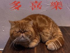 -猫友咖啡店(玉林西路店)