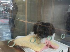 -FAELING PETS美天灵宠物(富力广场店)