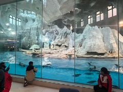 -帝企鹅自助餐厅•儿童岛•真企鹅(长隆企鹅酒店)