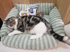 -MOCHA明星猫咖(田子坊店)