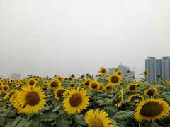 -光明小镇欢乐田园