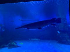 -烟台海昌鲸鲨海洋公园