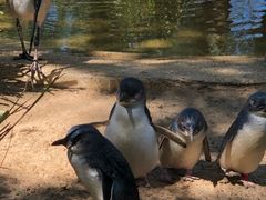 -费瑟代尔野生动物园