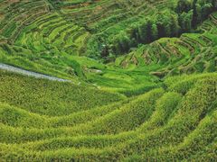-紫鹊界梯田景区
