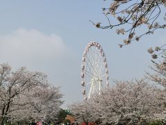 -顾村公园