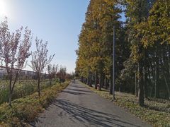 -上海长兴岛郊野公园