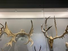 -北京麋鹿生态实验中心