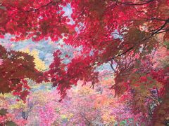 -龙道沟景区