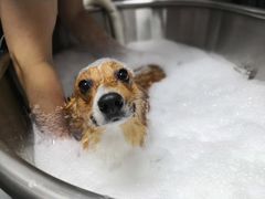 -Oh My Dog宠物沙龙(伊珊娜皮毛护理店)