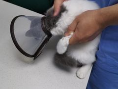 -宠颐生动物医院·猫科·心脏科(海口分院)