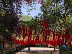 -西双版纳原始森林公园