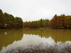 -上海海湾国家森林公园