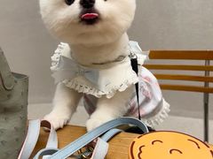 -樱桃家的宠物店(君安花园店)