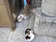 -五台山风景名胜区-罗睺寺