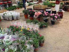 -双季花艺园艺市场(浦东店)