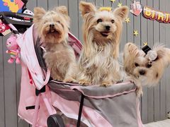 -百好乐宠物友好餐厅(朝外大街店)