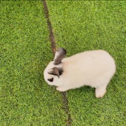 -萌宠亲子动物乐园(槐房万达店)