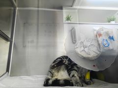 -纳吉亚猫专科动物医院·北北分院