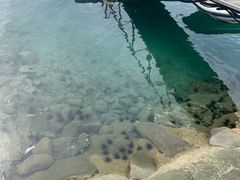 -东姑阿都拉曼海洋公园