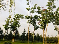 -洨河生态公园
