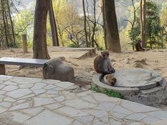 -黔灵山公园