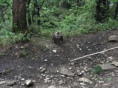 -峨眉山风景名胜区