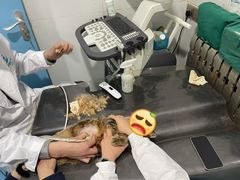 -小伙伴宠物医院·CT·骨科·眼科(高新店)