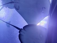 -珠海长隆海洋王国