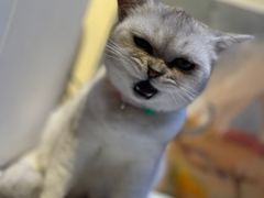 -猫小院猫主题餐厅(南锣旗舰店)