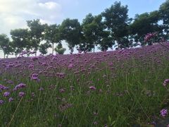 -大塘金香草谷