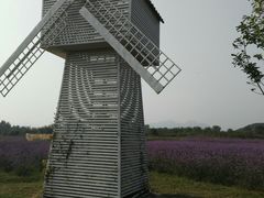 -北京东方普罗旺斯薰衣草庄园