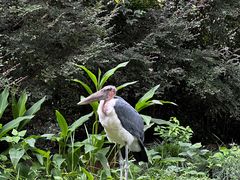 -杭州野生动物世界