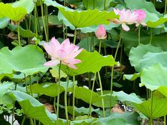 -荔湾湖公园